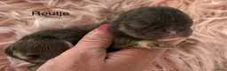 Franse Bulldog honden te koop: Prachtig nestje Franse bulldog pups  - Advertentie 3