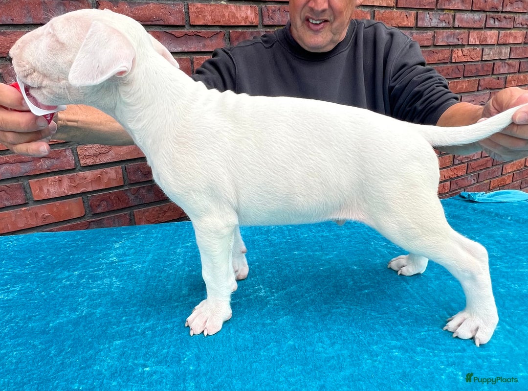 Bull Terriër honden te koop: Bullterrierpuppy’s met Stamboom - Afbeelding 4