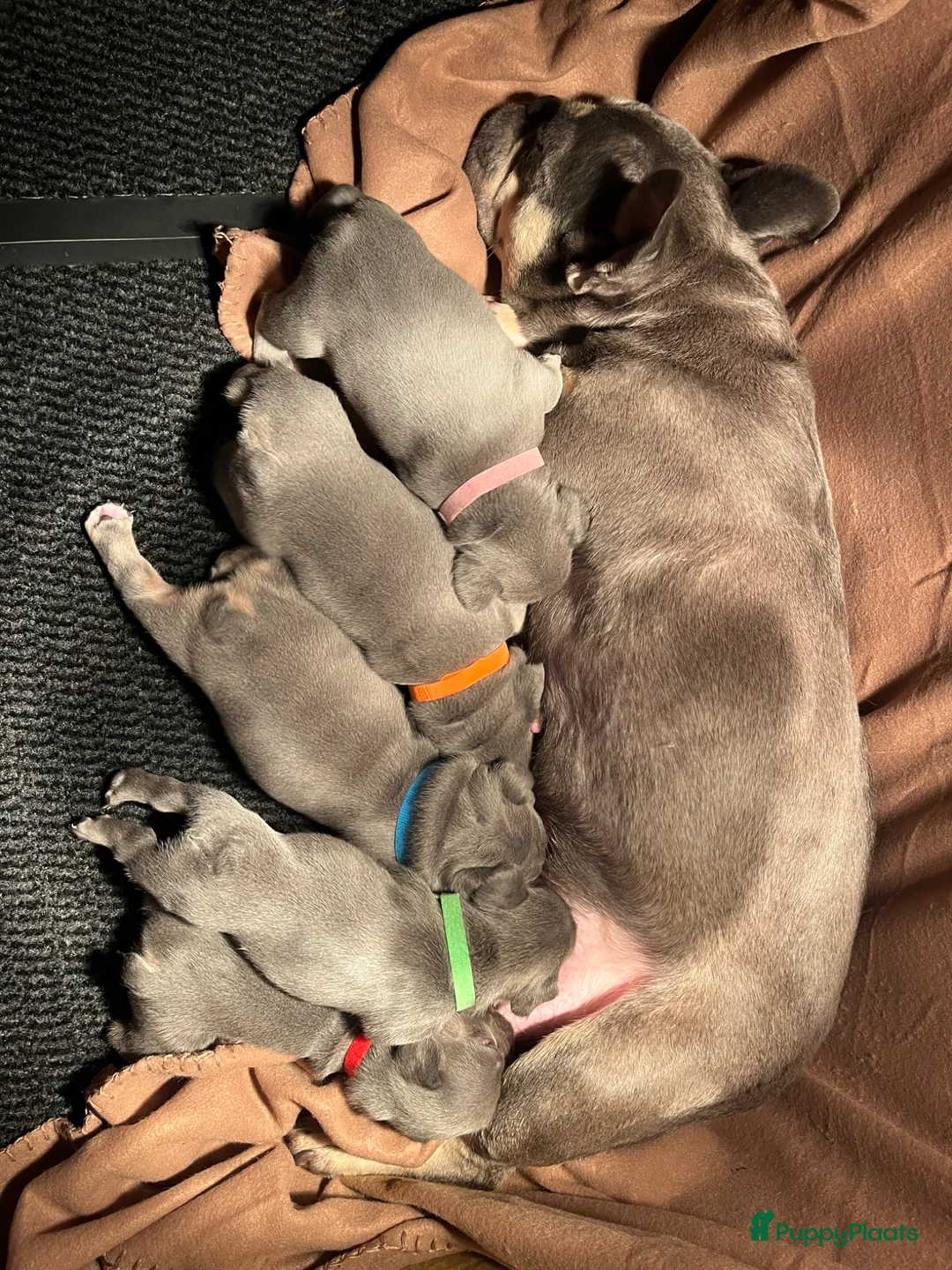 Franse Bulldog honden te koop: Franse Bulldog pups in Geldrop - Advertentie 1