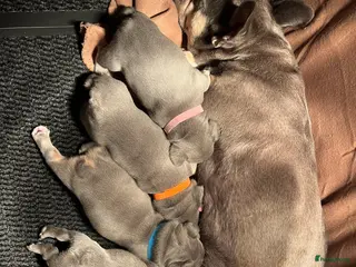 Franse Bulldog honden Franse Bulldog pups - Advertentie 2