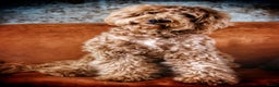 Australian Labradoodle honden te koop: Labradoodle medium ( Australian ) - Advertentie 11