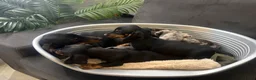 Teckel (korthaar)  honden te koop: Dwerg Teckel Pups. - Advertentie 11