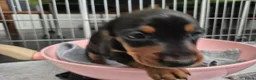 Teckel (korthaar)  honden te koop: Dwerg teckel pups - Advertentie 11