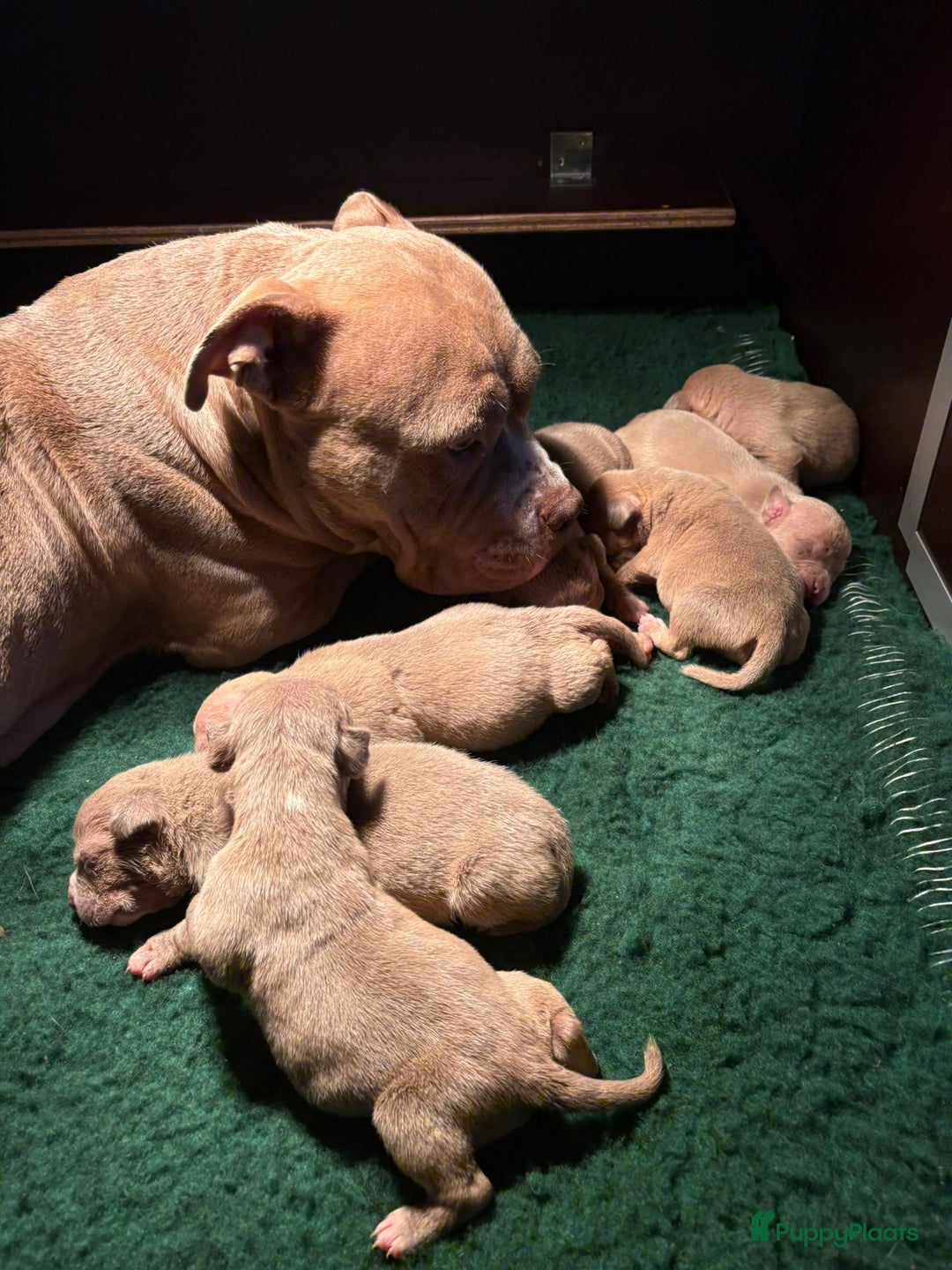 Amerikaanse Bully honden te koop: Aankondiging American Pocket Bully 🐾 - Advertentie 8