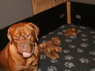 Bordeaux Dog honden Te koop - Advertentie 8