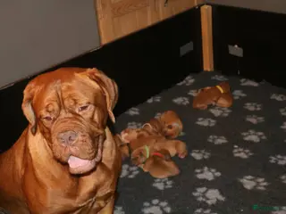 Bordeaux Dog honden Er zijn nog 2 reutjes en 1 teefje beschikbaar - Advertentie 3