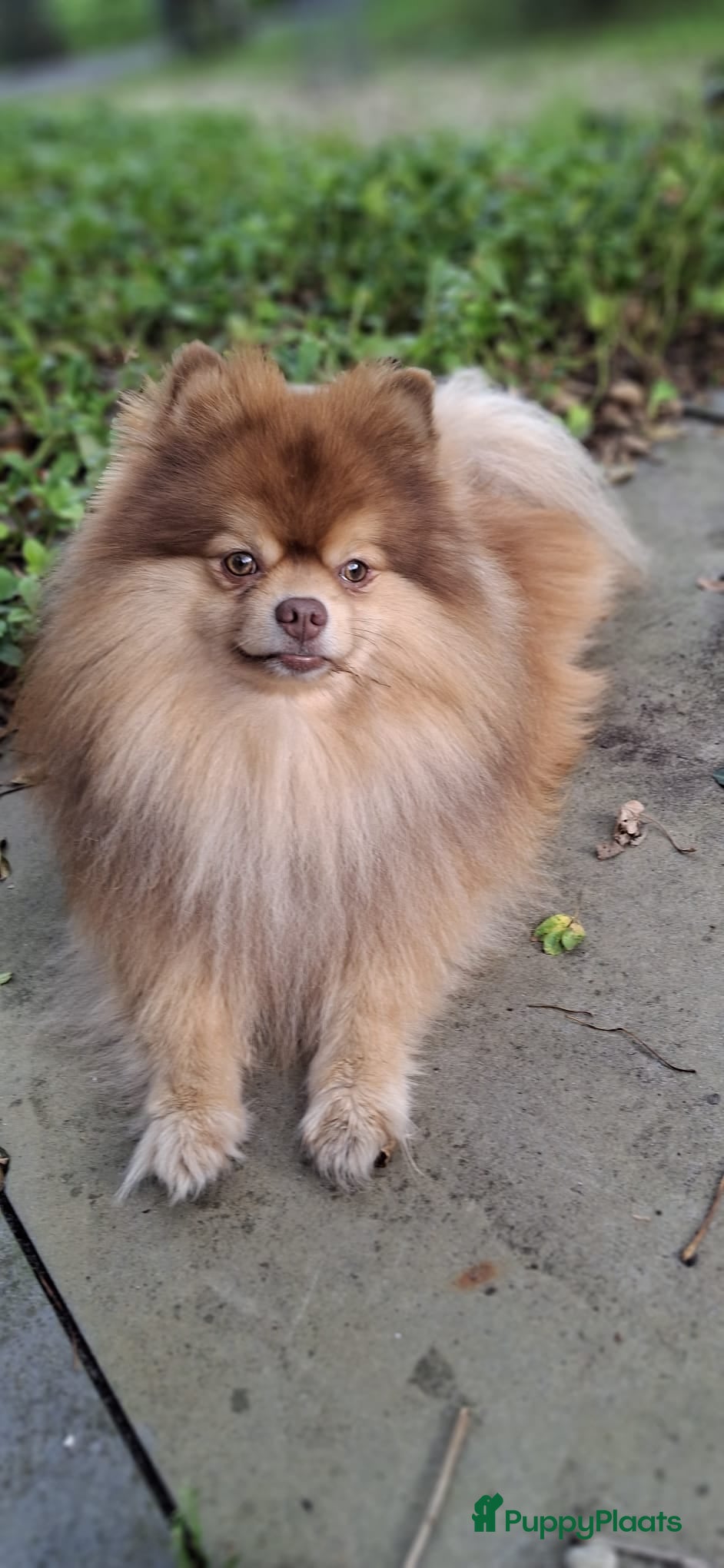 Louie 