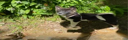 American Akita honden te koop: Prachtige American Akita Pups - Advertentie 1