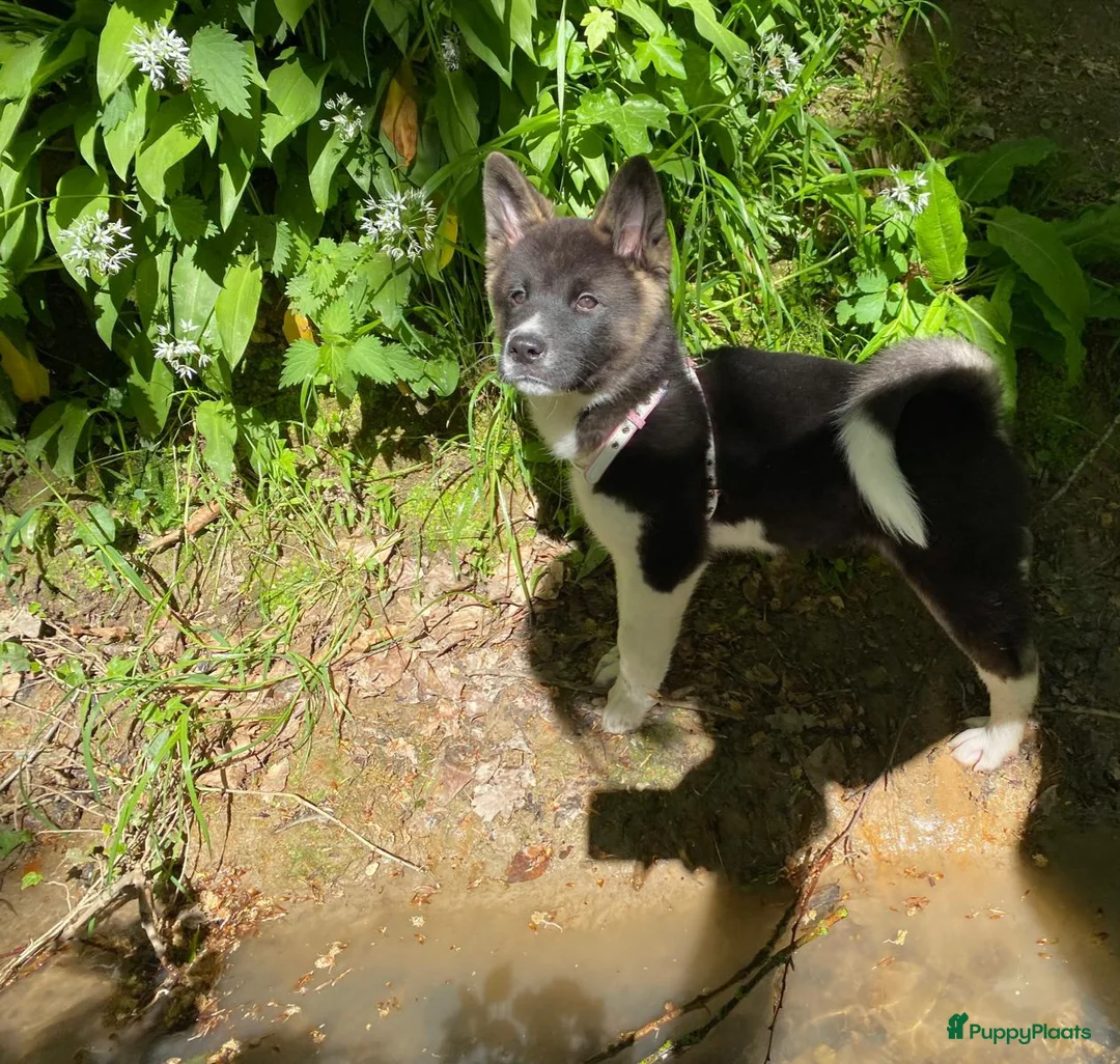 American Akita honden te koop: Prachtige American Akita Pups - Advertentie 1