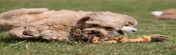Maltipoo honden te koop: Knappe Maltipoo pups. - Advertentie 18
