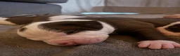 Amerikaanse Bulldog honden te koop: Amerikaanse Bulldog Pups in Eindhoven - Advertentie 2
