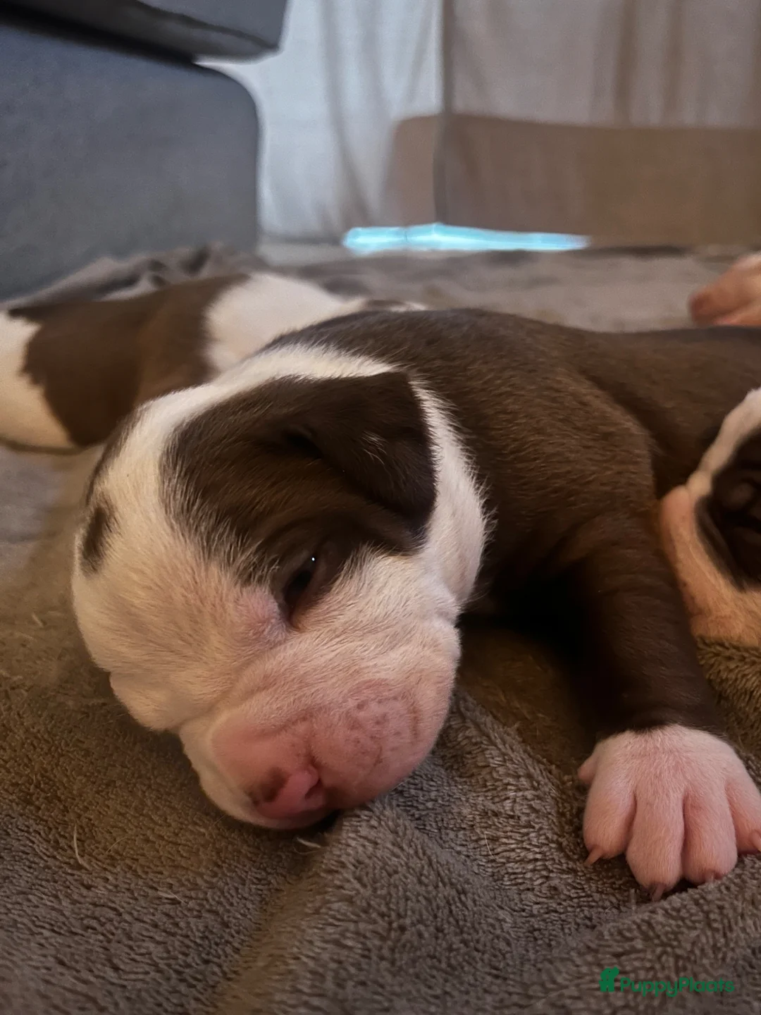 Amerikaanse Bulldog honden te koop: Amerikaanse Bulldog Pups in Eindhoven - Advertentie 2