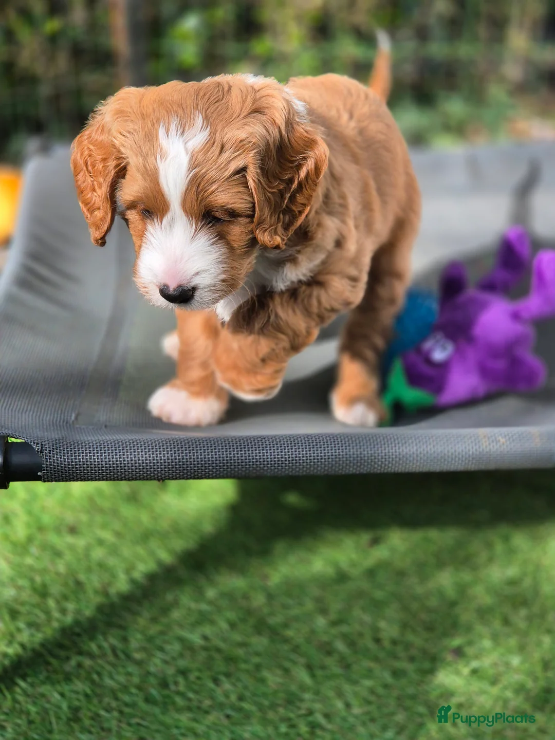 Goldendoodle honden ter adoptie: Gastgezin gezocht voor deze knapperd - Advertentie 1