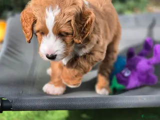 Goldendoodle honden Gastgezin gezocht voor deze knapperd - Advertentie 1