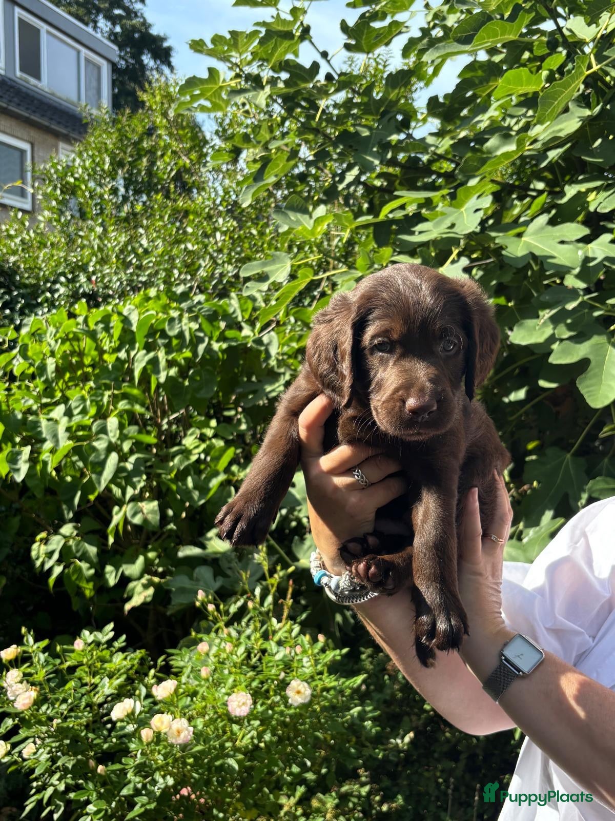 Labradoodle honden Prachtige chocoladebruine Labradoodle F1 pups  - Advertentie 4