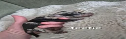 Kruising honden te koop: Merle jackxchi pups te koop - Advertentie 4