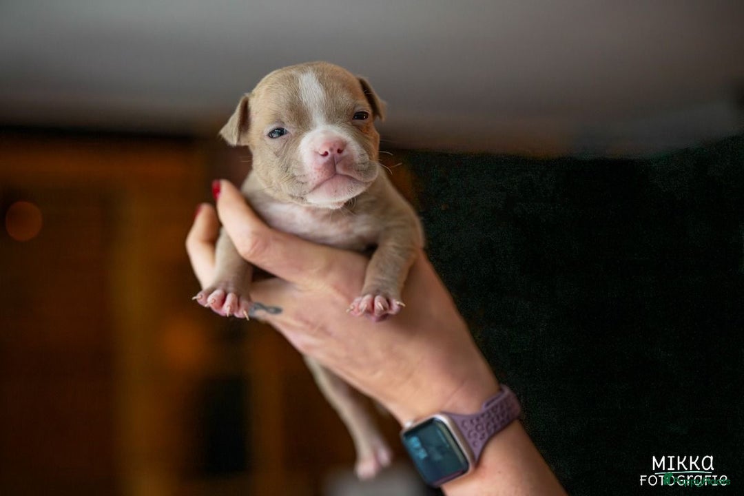 Amerikaanse Bully honden te koop: Aankondiging American Pocket Bully 🐾 - Advertentie 14