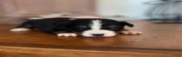 Berner Sennenhond honden te koop: Berner sennen pups - Advertentie 5