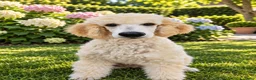 Labradoodle honden te koop: Labradoodle pups | DNA-geteste ouderdieren - Advertentie 22