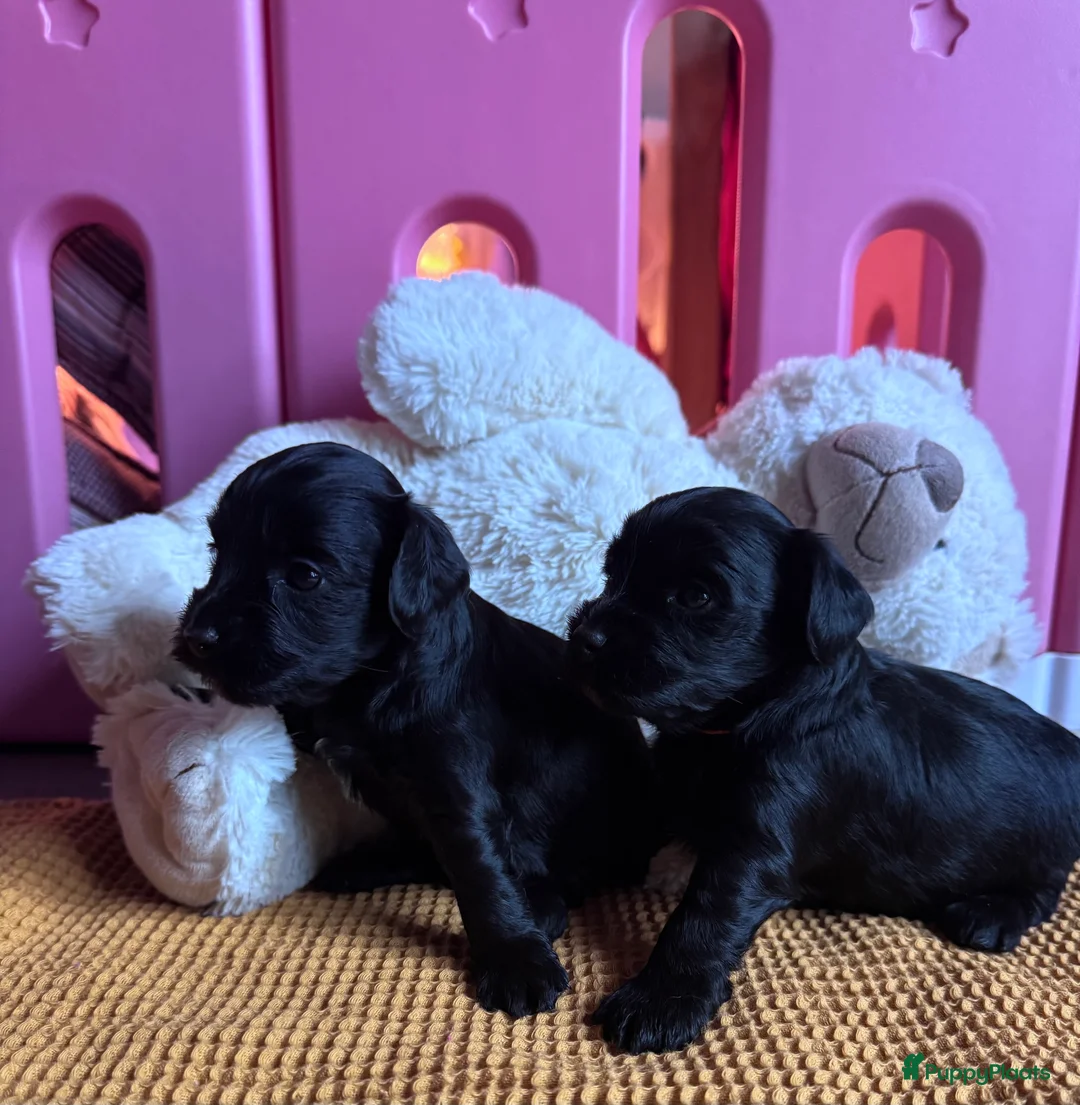 Kruising honden te koop: Yorkipoo pups te koop - Advertentie 5
