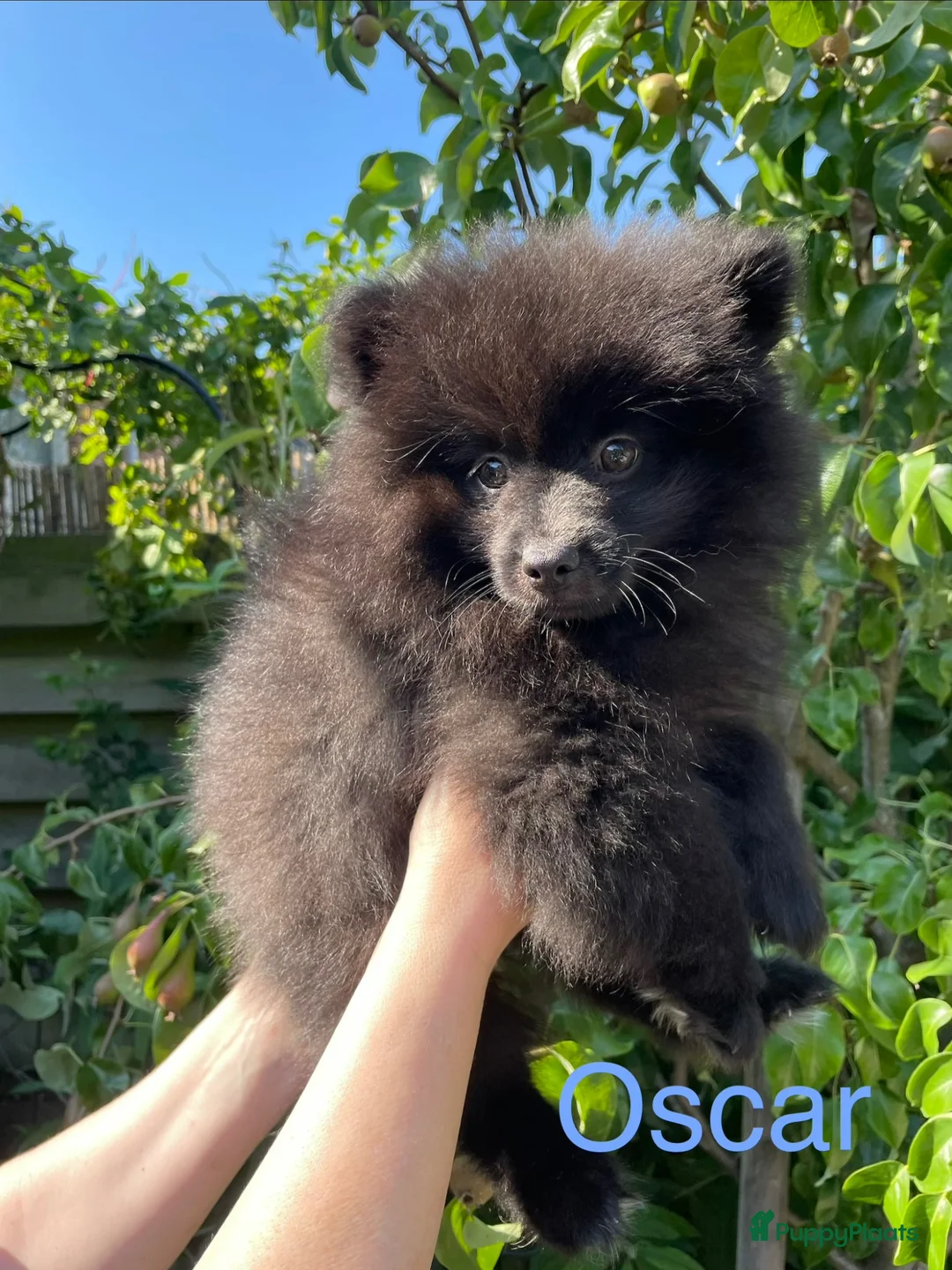 Pomeriaan honden te koop: 3 Prachtige Pomeriaan/dwergkees pups.🩷💙💙 - Advertentie 32