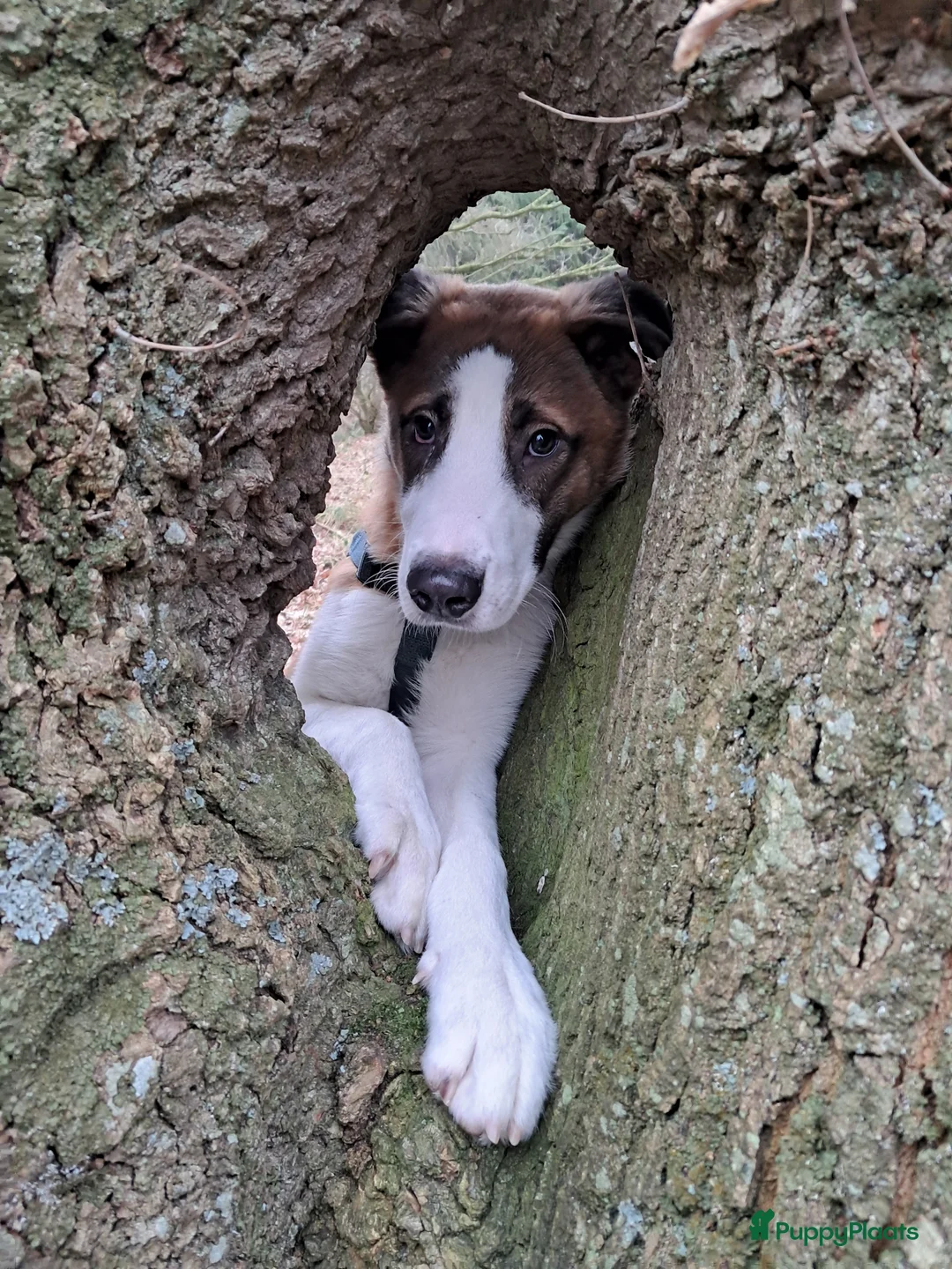 Kruising honden te koop: We zoeken een goed thuis voor onze lieve pup Bijou - Advertentie 1