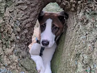 Kruising honden We zoeken een goed thuis voor onze lieve pup Bijou - Advertentie 4