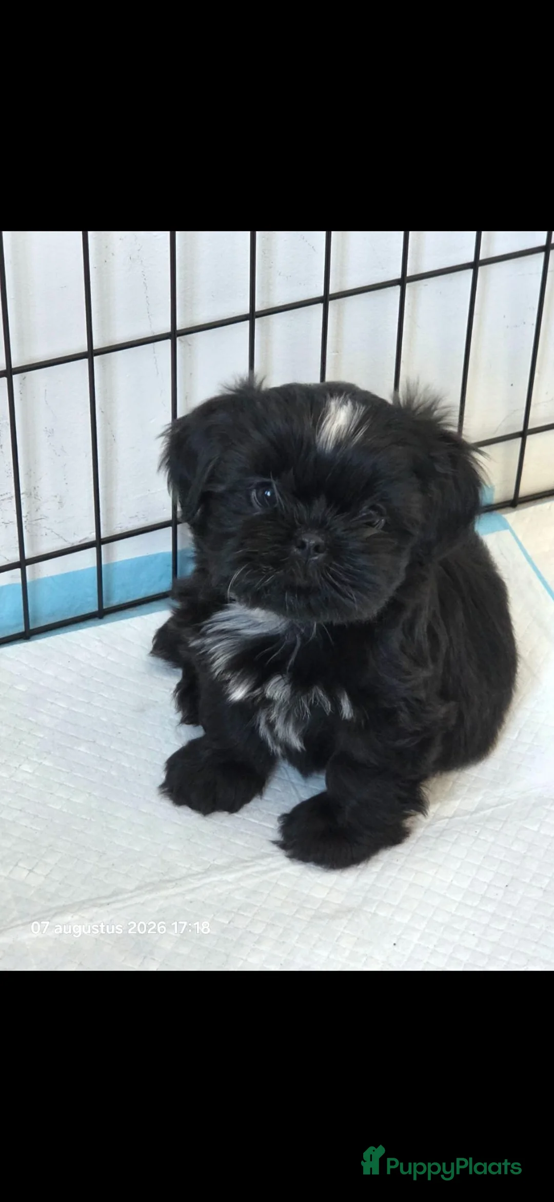 Shih Tzu honden te koop: Mooie lieve shih tzu pup mag het nest verlaten. - Advertentie 2