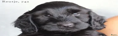 Cockapoo 4