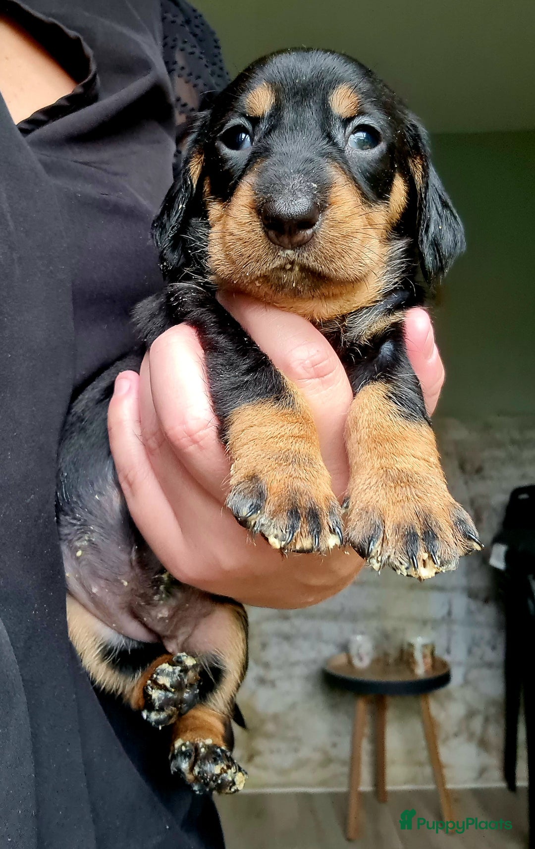 Ruwhaar Teckel honden te koop: Standaard ruwhaar teckel  - Afbeelding 16