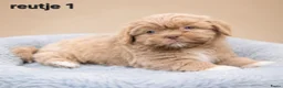 Kruising honden te koop: Prachtige boomer pups. Shih tzu maal maltezer. - Advertentie 10