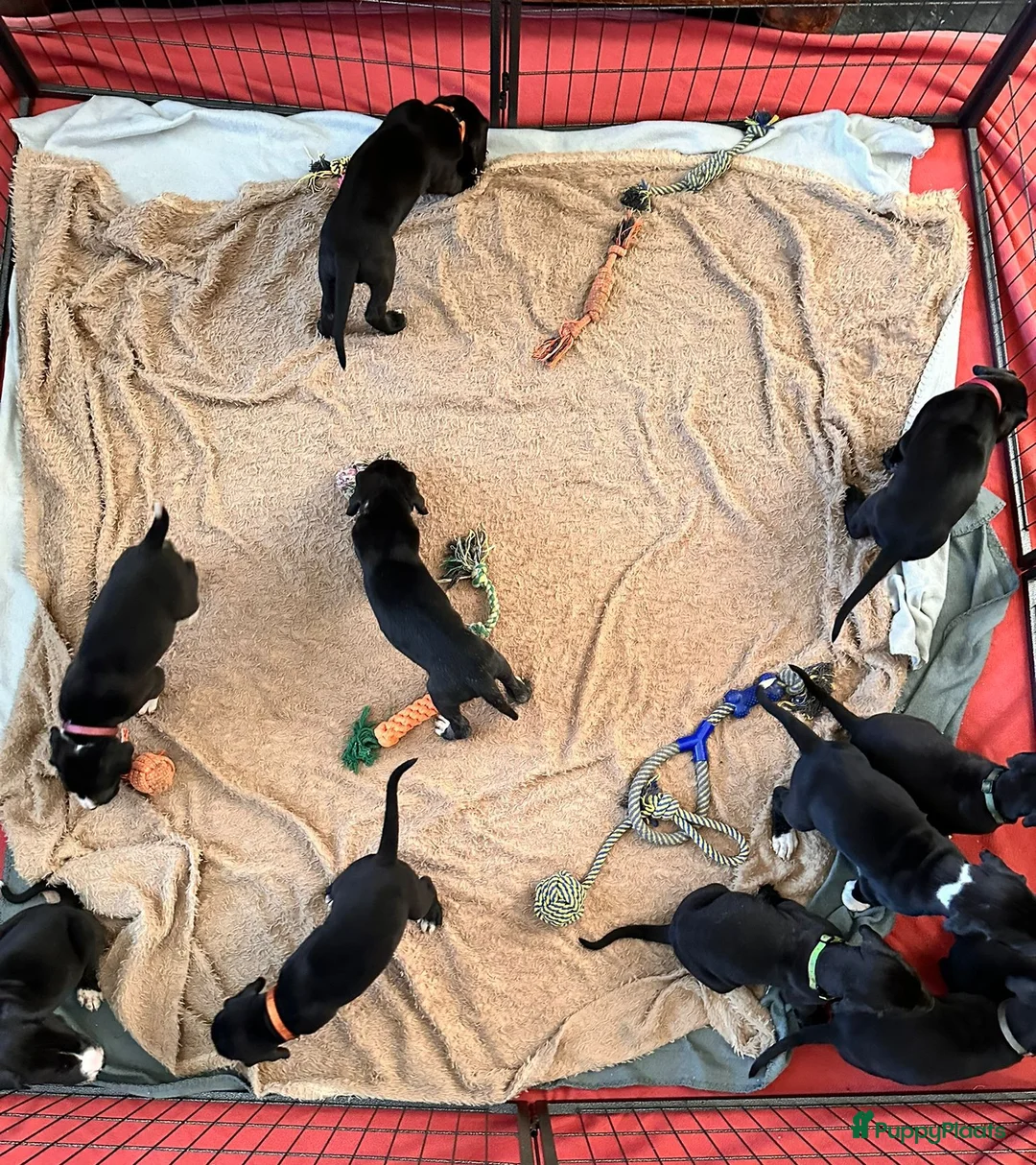 Duitse Dog honden te koop: Duitse Dog Pups - Advertentie 5