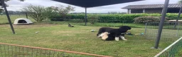 Bernedoodle honden te koop: unieke Bernedoodle pups - Advertentie 7