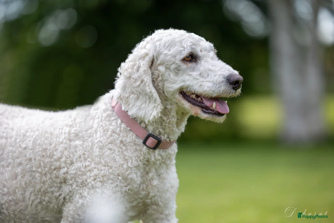 Galerij afbeelding {{count}}