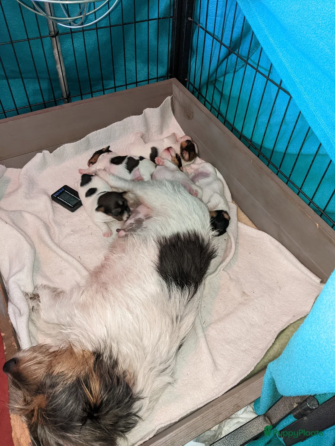 Jack Russel Terriër honden te koop: Prachtige ruwharige Jack Russell pups - Advertentie 4