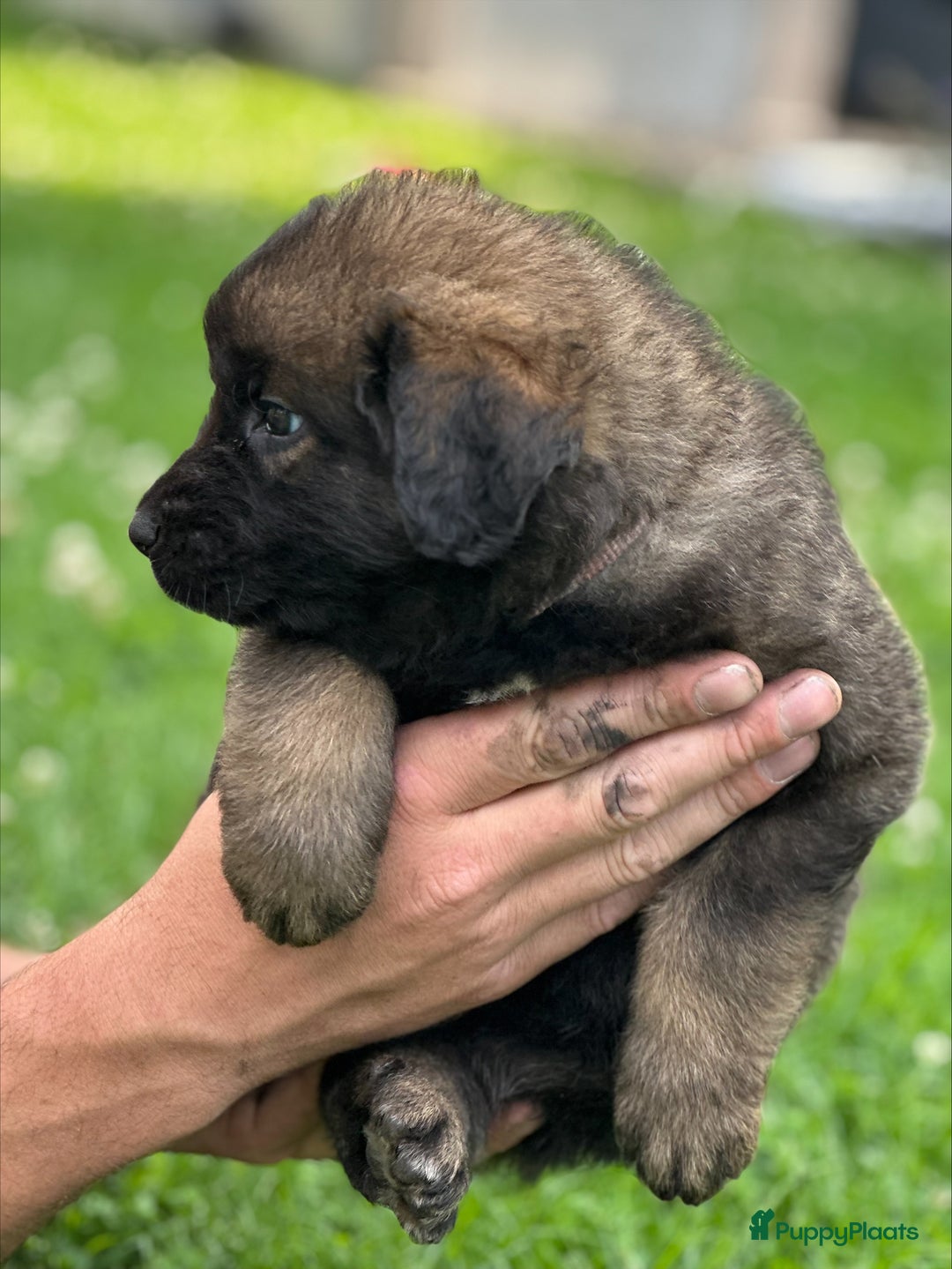Leonberger honden te koop: Prachtige Leonberger puppys  - Afbeelding 4