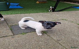 Jack Russel Terriër honden te koop: Lieve jack russel pups - Afbeelding 5