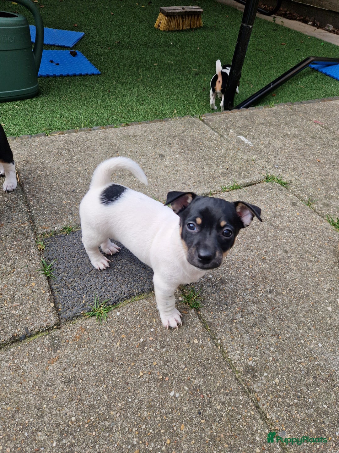 Jack Russel Terriër honden te koop: Lieve jack russel pups - Afbeelding 5