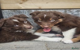 Australian Shepherd honden te koop: Australian Shepherd reu pup - Afbeelding 2