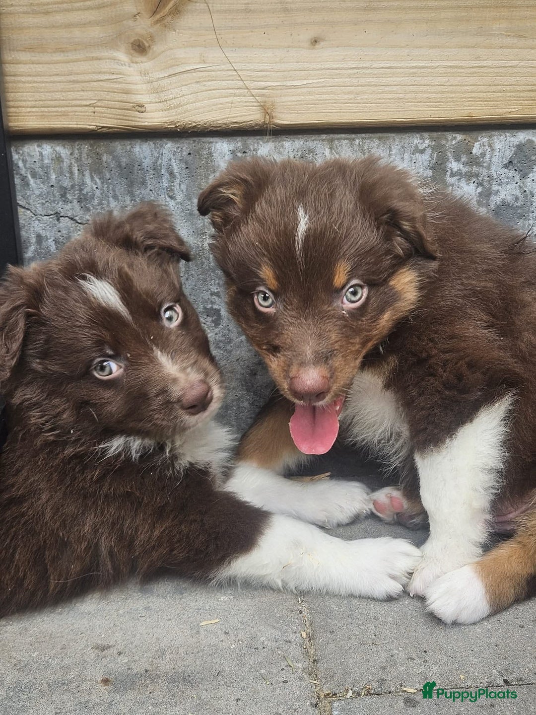 Australian Shepherd honden te koop: Australian Shepherd reu pup - Afbeelding 2