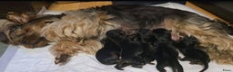Yorkshire Terriër honden te koop: Yorkshire Terrier puppy’s - Advertentie 1