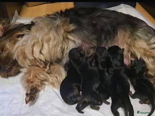 Yorkshire Terriër honden Yorkshire Terrier puppy’s - Advertentie 6