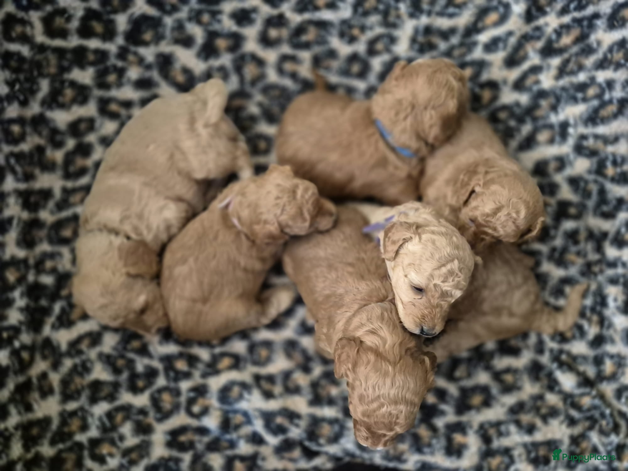 Poedel Toy honden Prachtige, gezonde, sociale toypoedel pups ️ - Advertentie 2