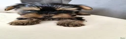 Yorkshire Terriër honden te koop: Yorkshire Terriër Mini pups te koop   in Rijen - Advertentie 3
