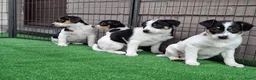 Fox Terriër Gladhaar honden te koop: boerenfox pups - Advertentie 1