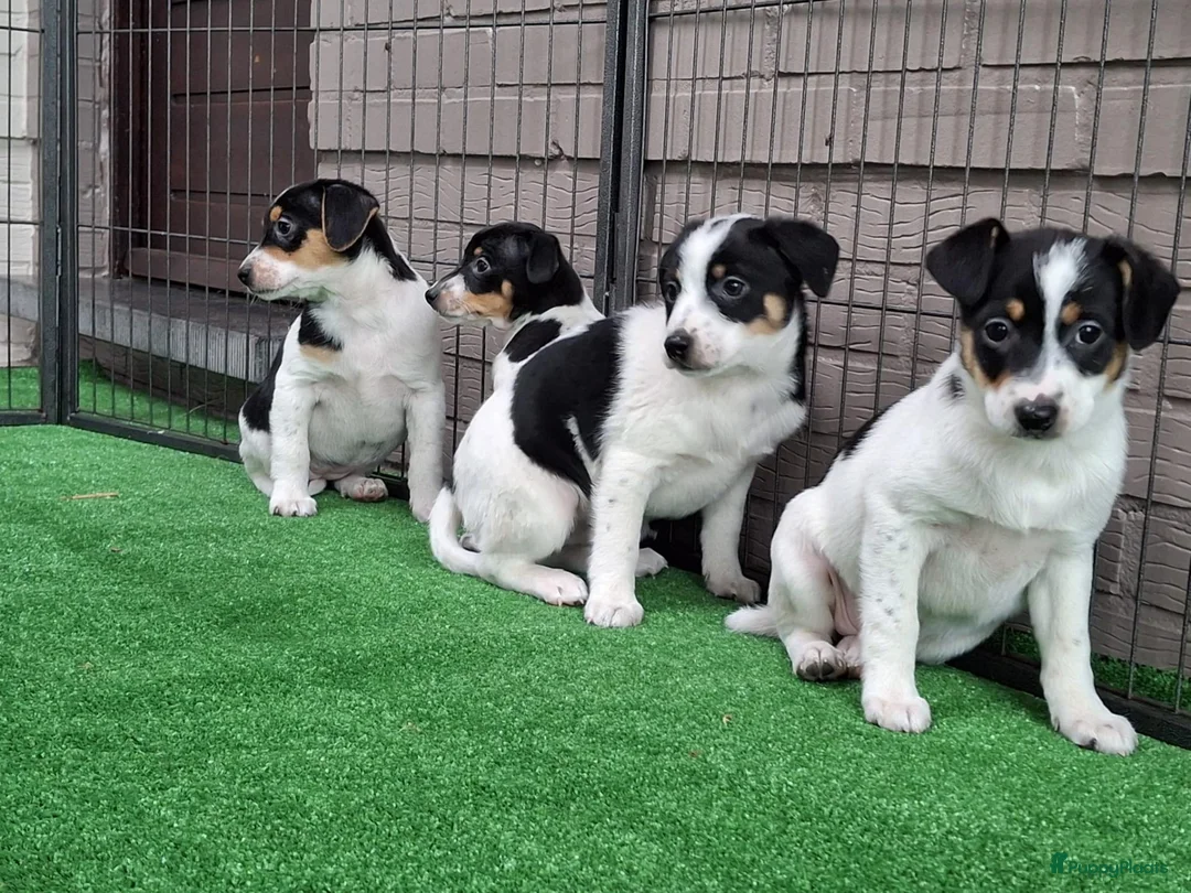 Fox Terriër Gladhaar honden te koop: boerenfox pups - Advertentie 1