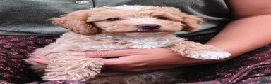 Labradoodle 2 Bobbi