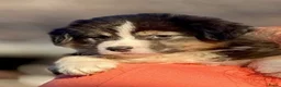 Australian Shepherd honden te koop: 🐾 Australian Shepherd pups, Super sociaal 🌸 - Advertentie 6