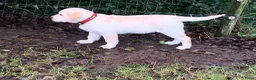 Labrador Retriever honden te koop: De ouders zijn van Uitmuntende afstamming! - Advertentie 9
