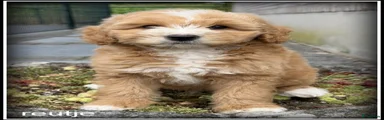 Labradoodle 1